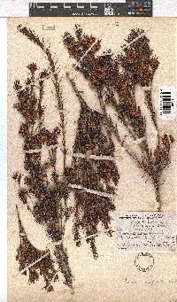 Erica conferta image