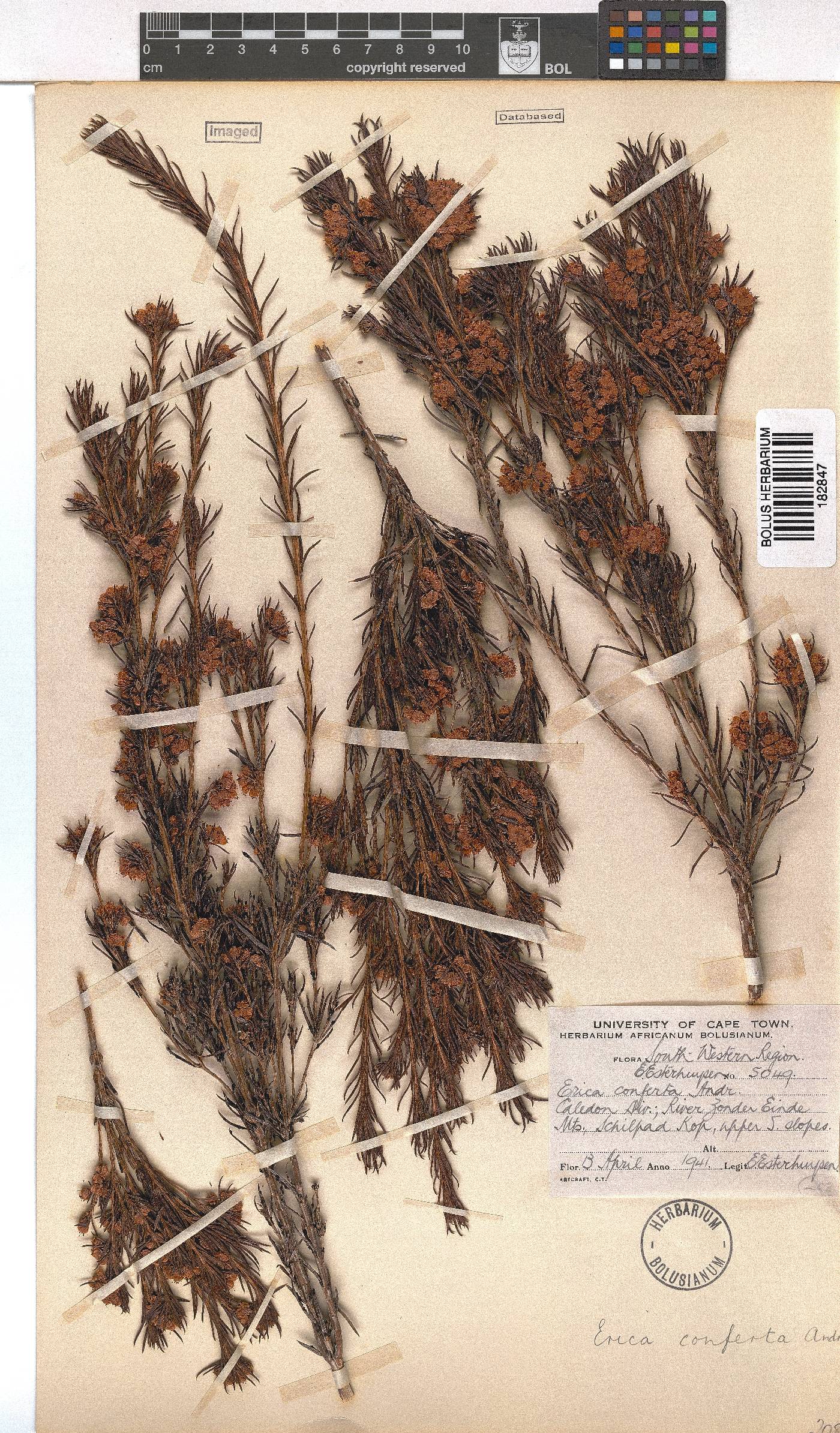 Erica conferta image