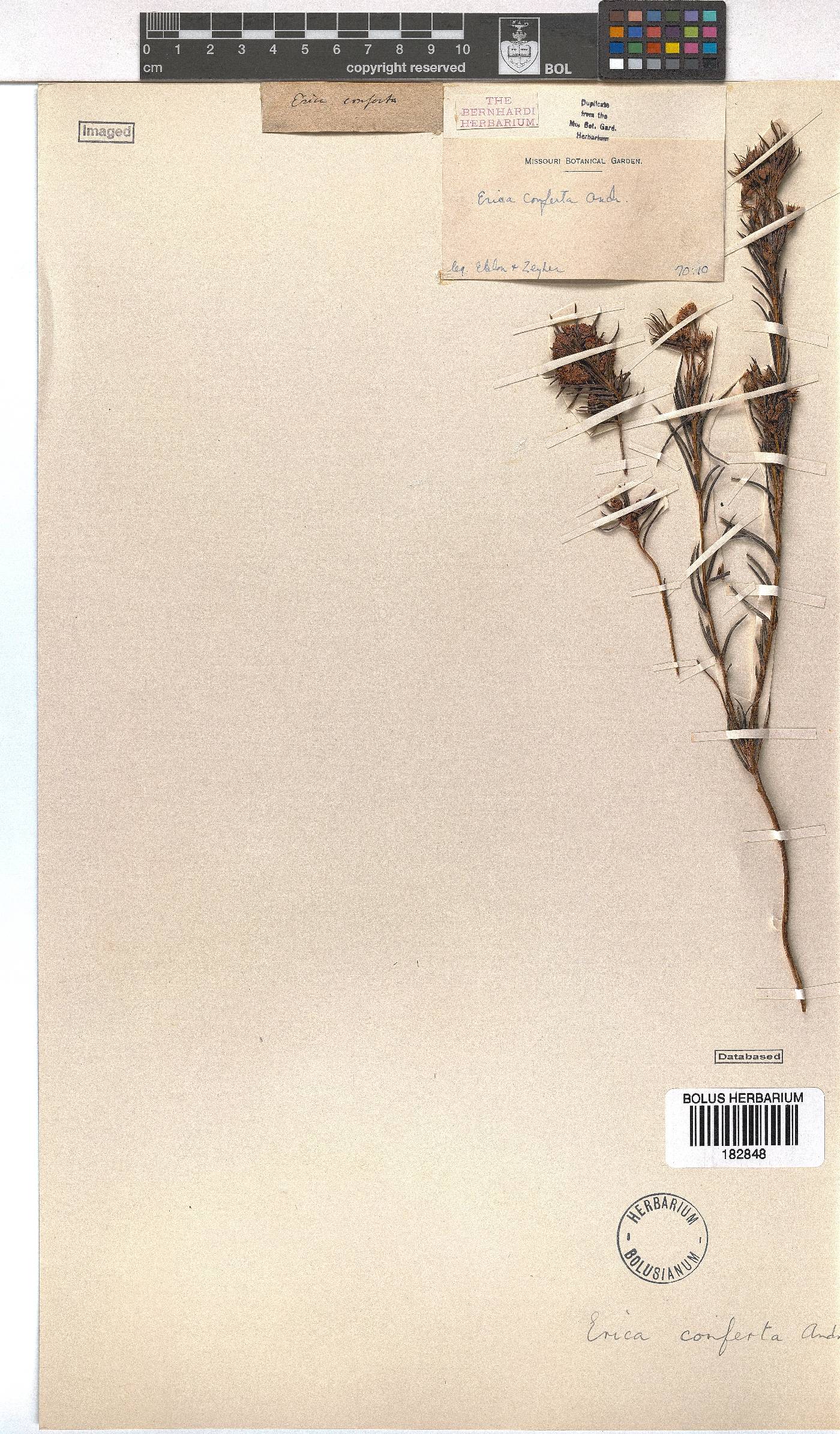 Erica conferta image