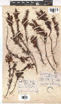 Erica conferta image