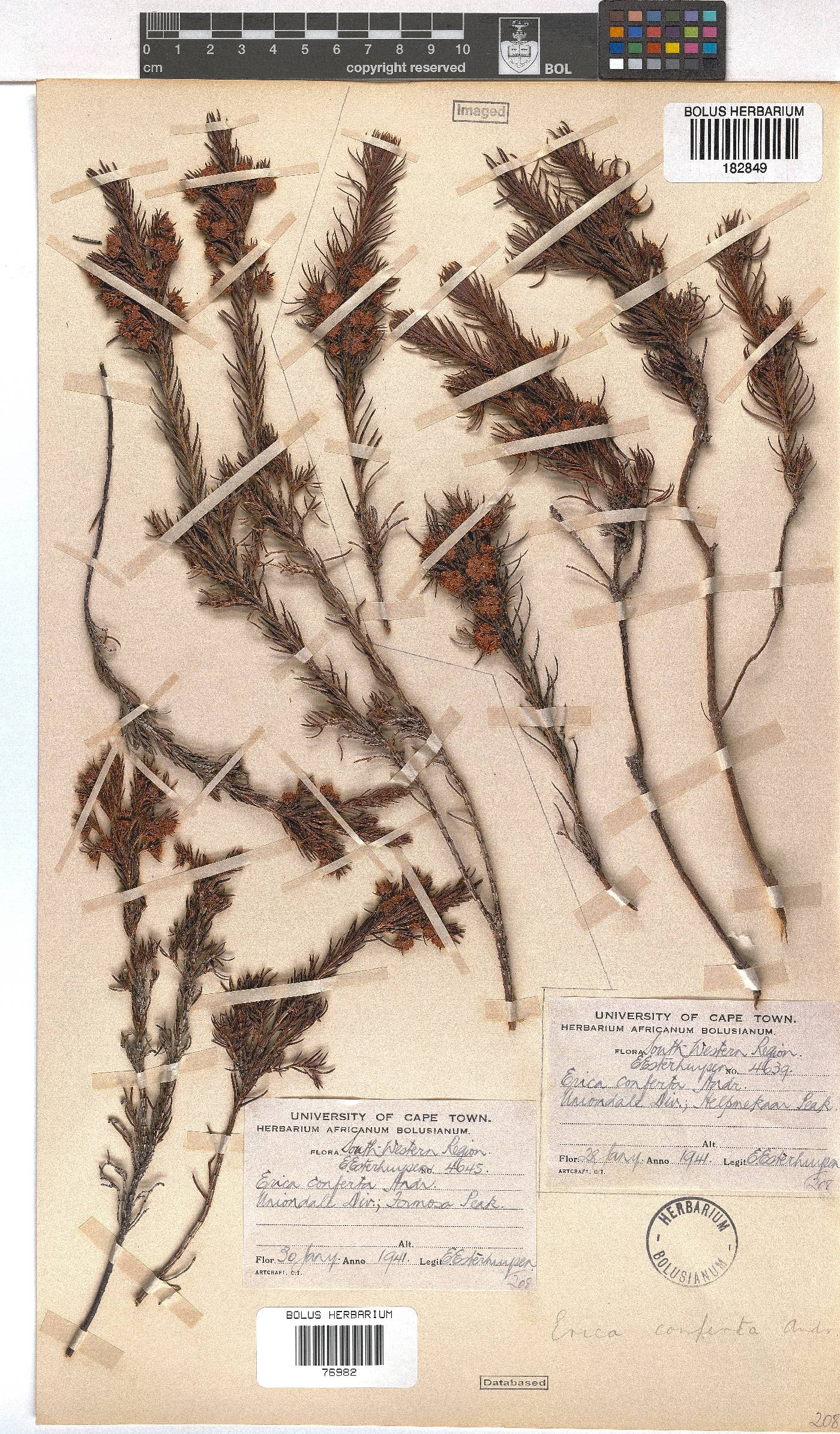 Erica conferta image