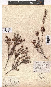 Erica conferta image