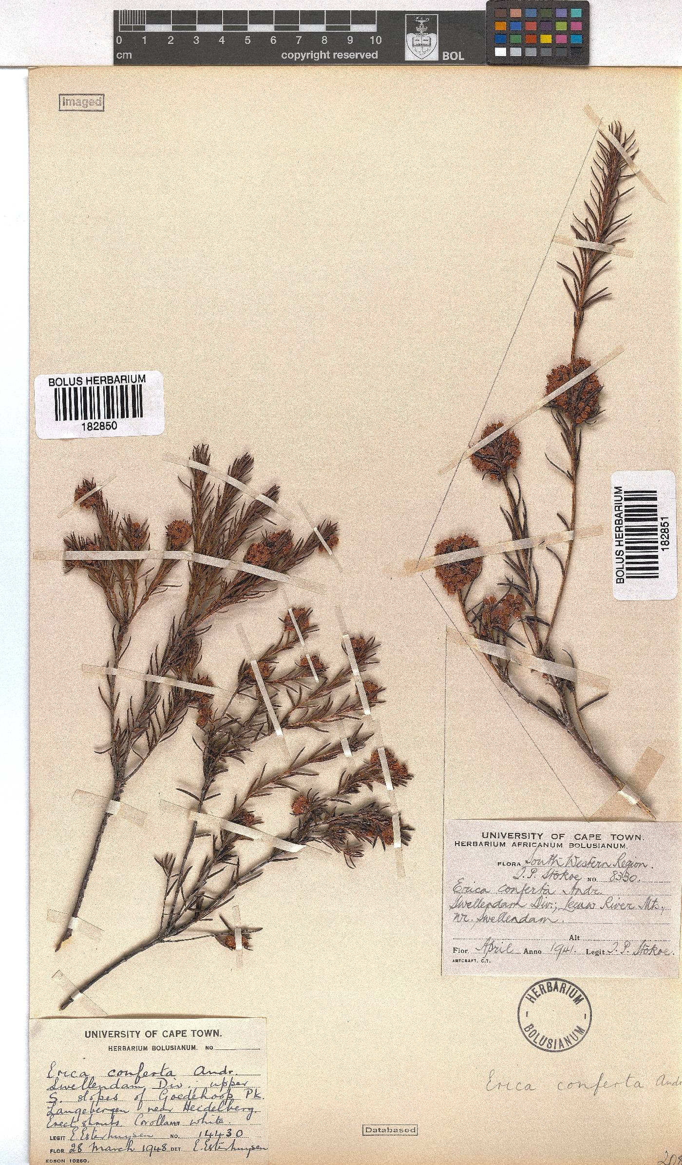 Erica conferta image