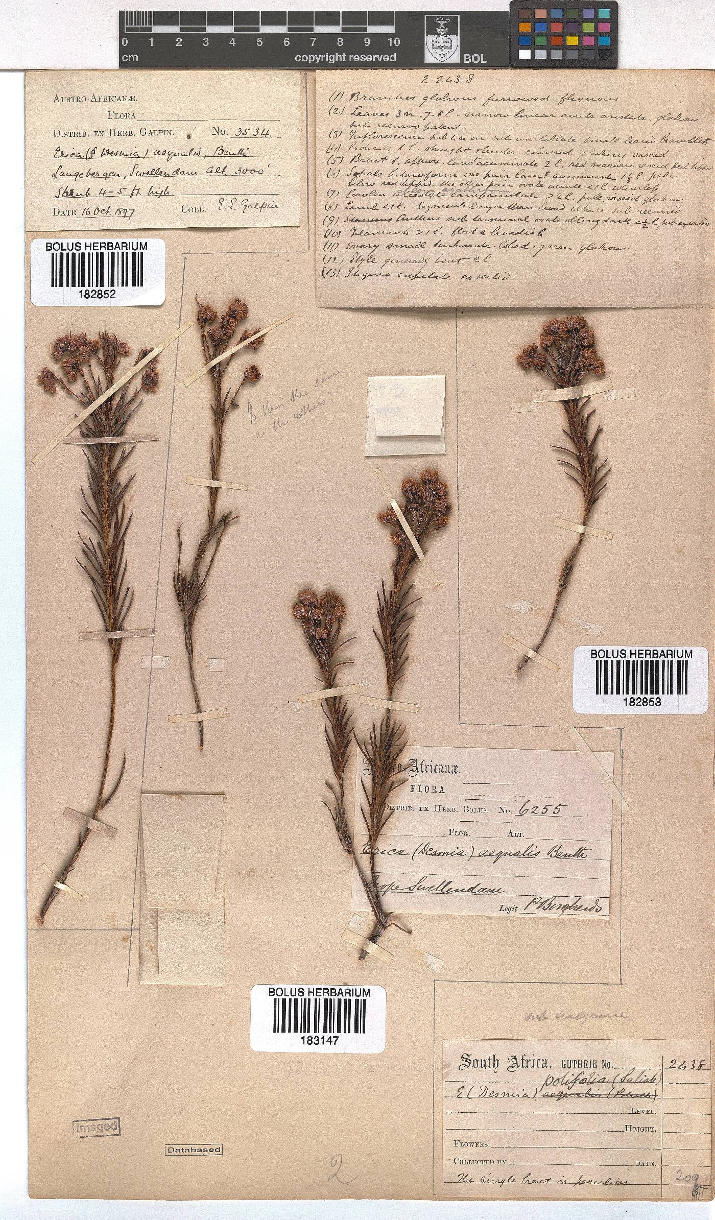 Erica polifolia image