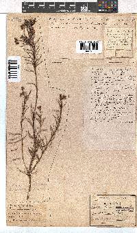 Erica polifolia image