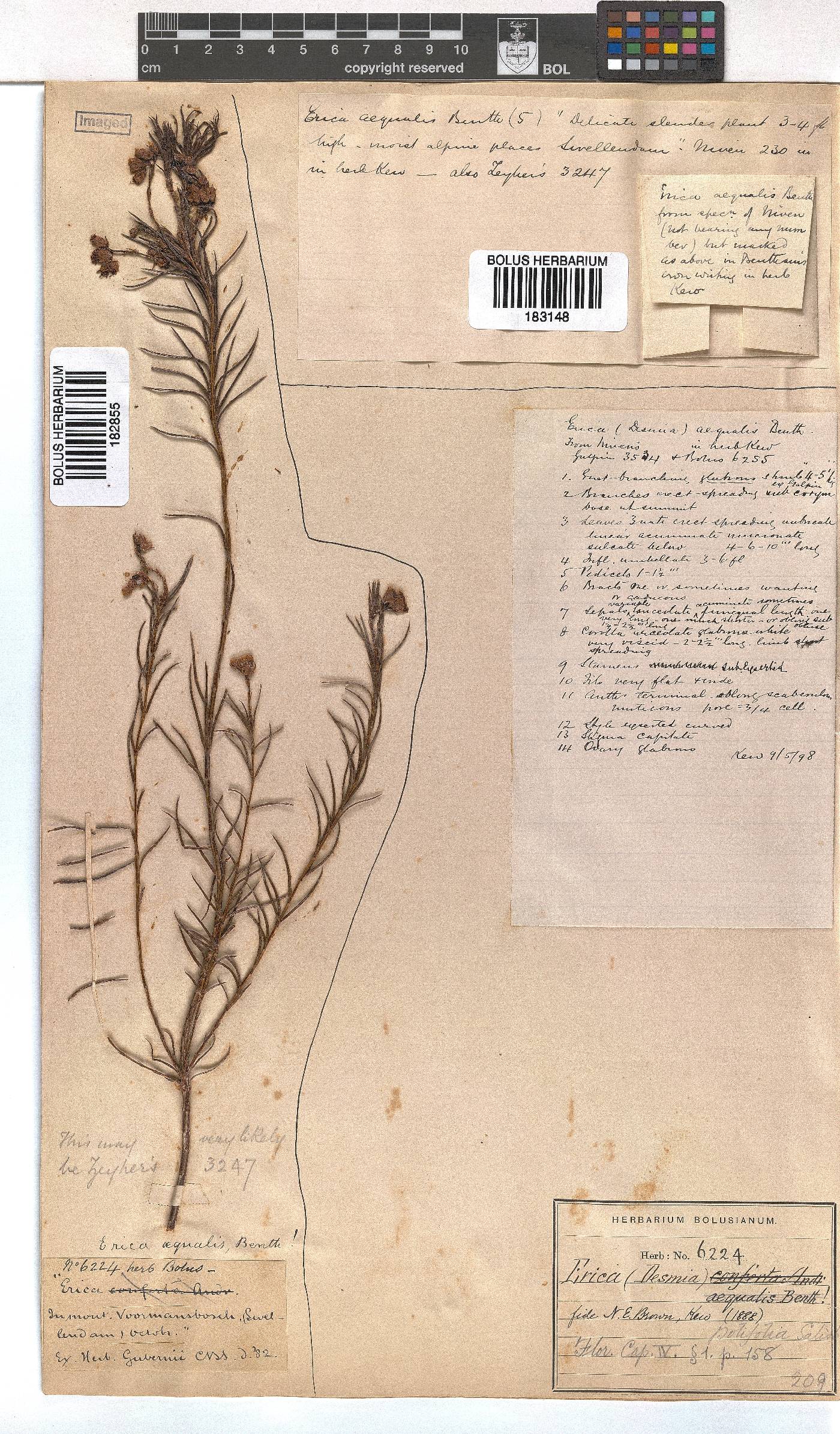 Erica polifolia image