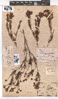 Erica polifolia image