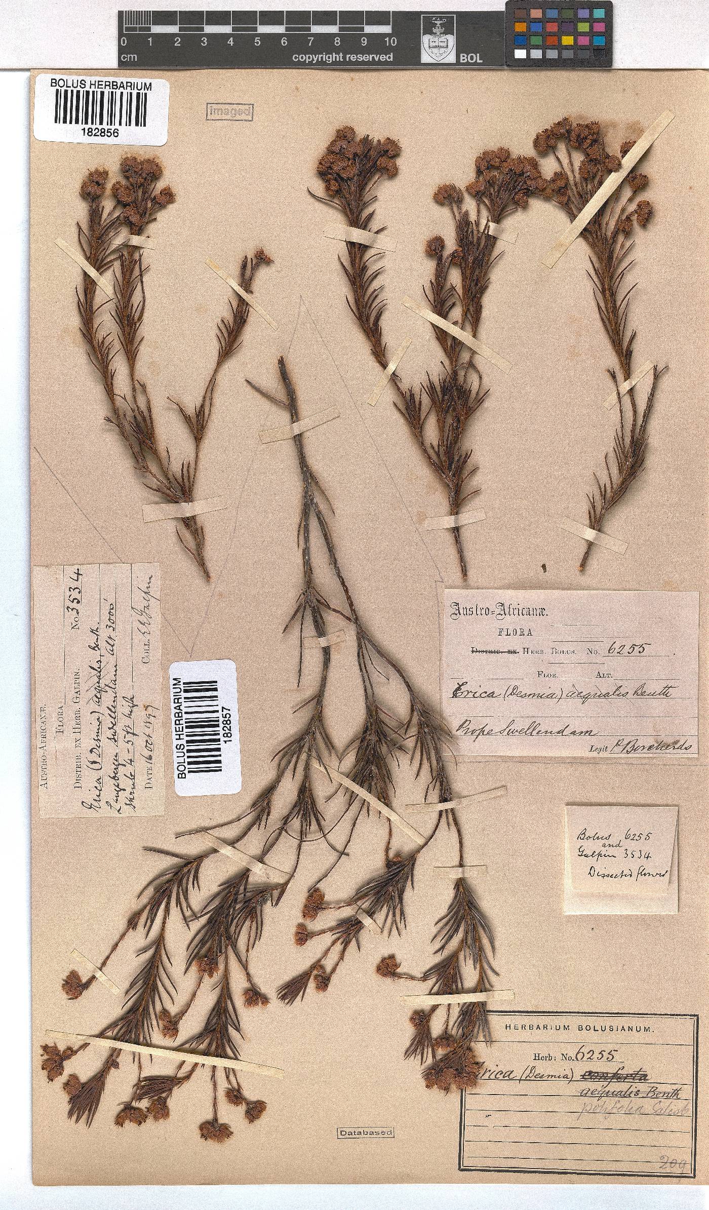 Erica polifolia image