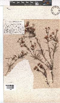 Erica polifolia image