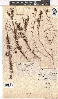 Erica polifolia image