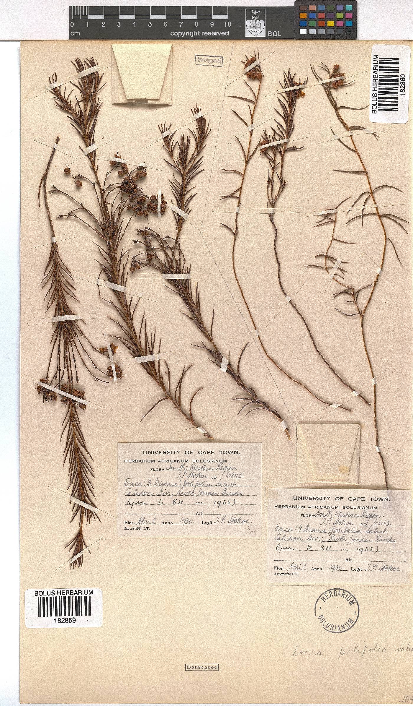 Erica polifolia image