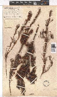 Erica polifolia image