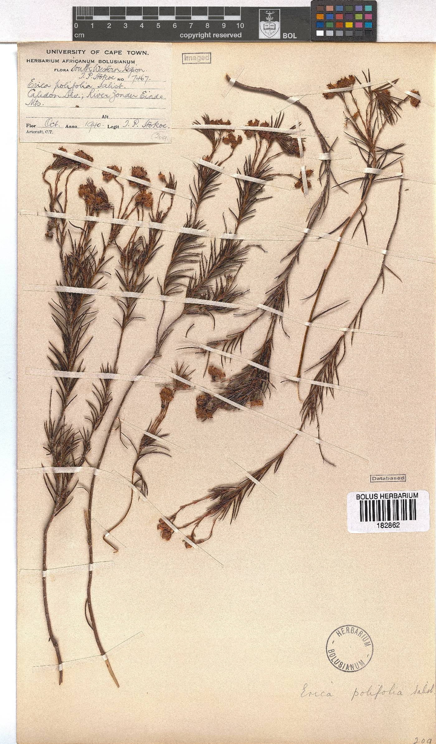 Erica polifolia image