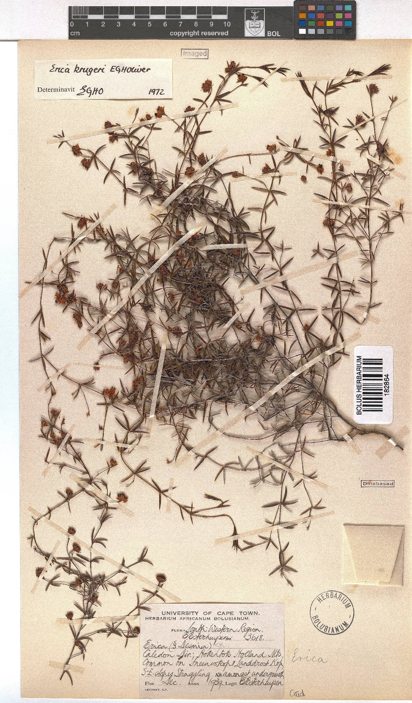 Erica krugeri image