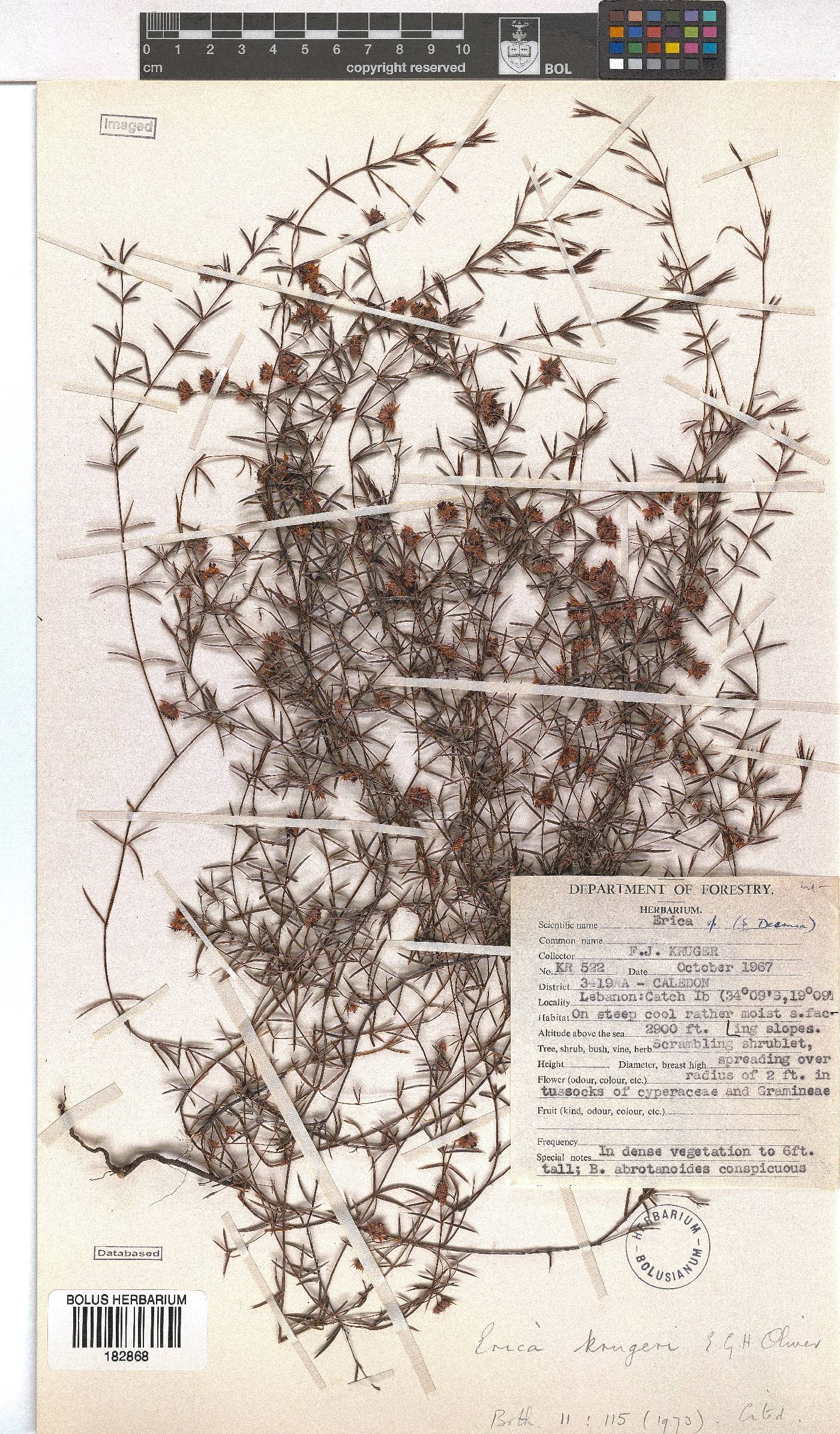 Erica krugeri image