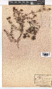 Erica obtusata image