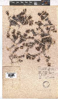 Erica obtusata image