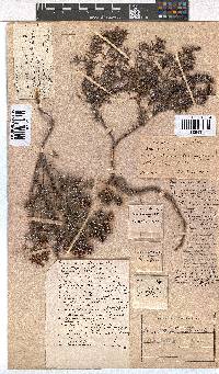 Erica obtusata image