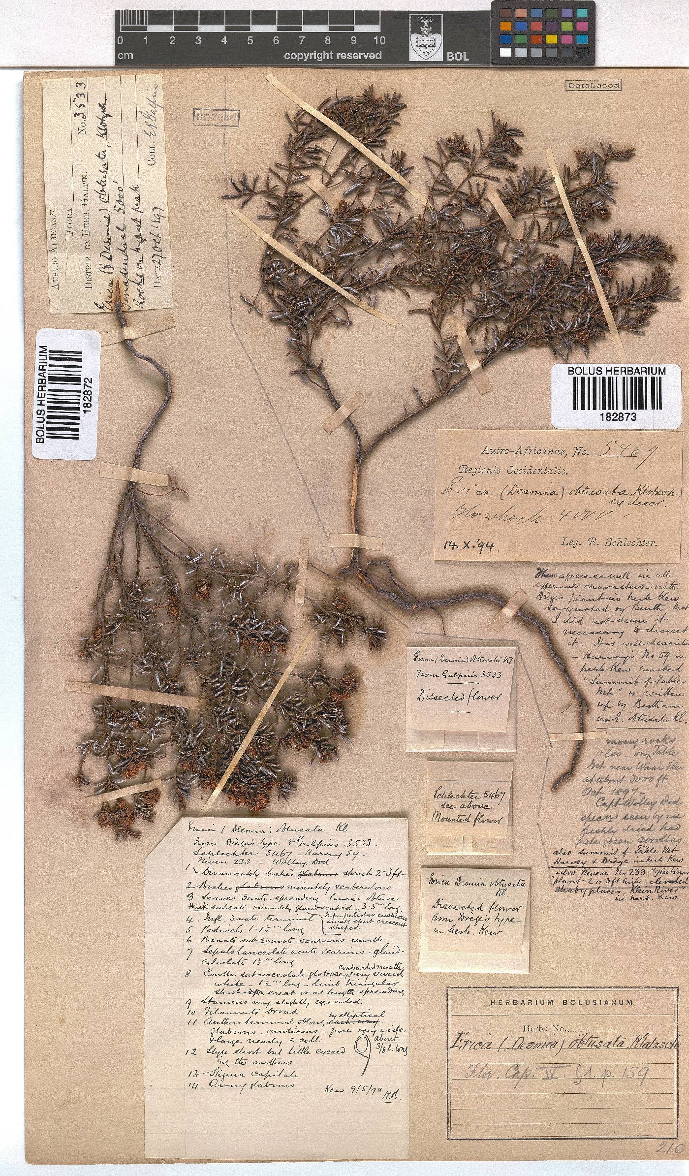 Erica obtusata image