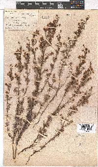 Erica obtusata image