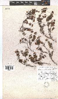 Erica obtusata image