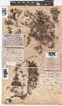 Erica obtusata image