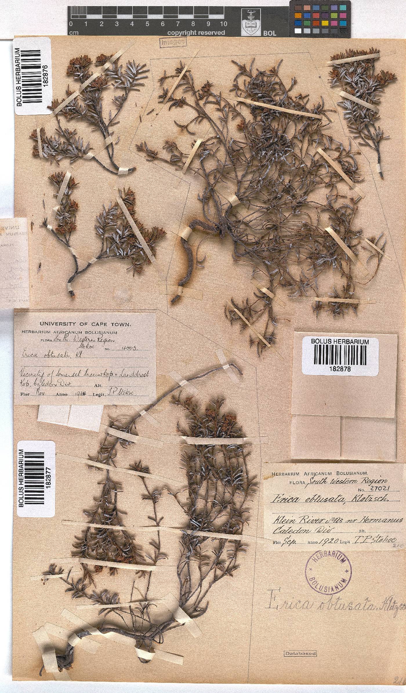 Erica obtusata image