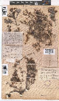 Erica obtusata image