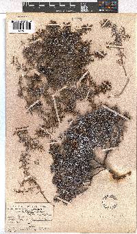 Erica obtusata image