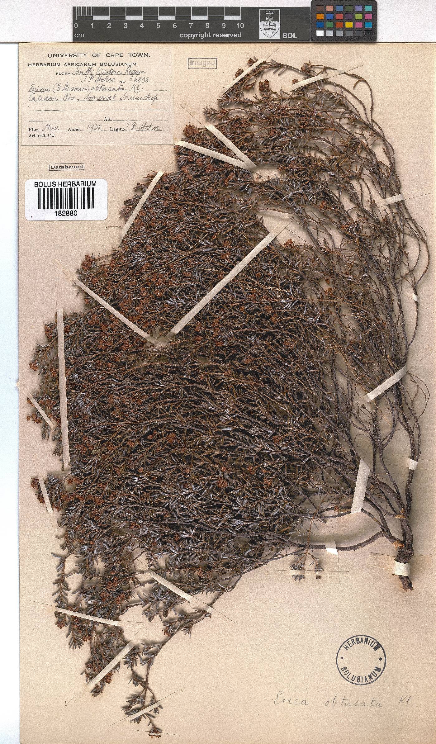 Erica obtusata image