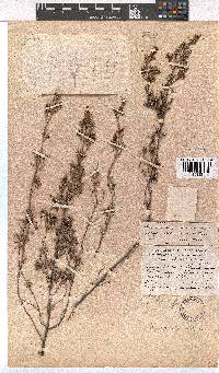 Erica obtusata image