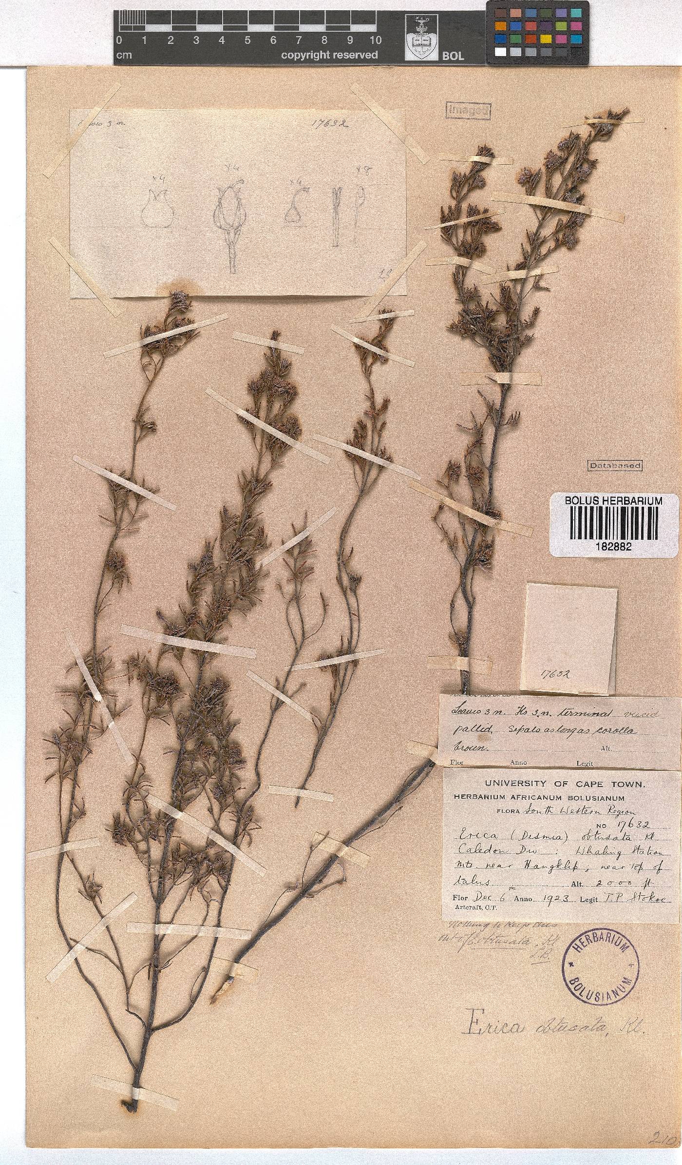Erica obtusata image