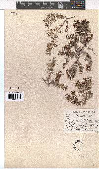 Erica obtusata image