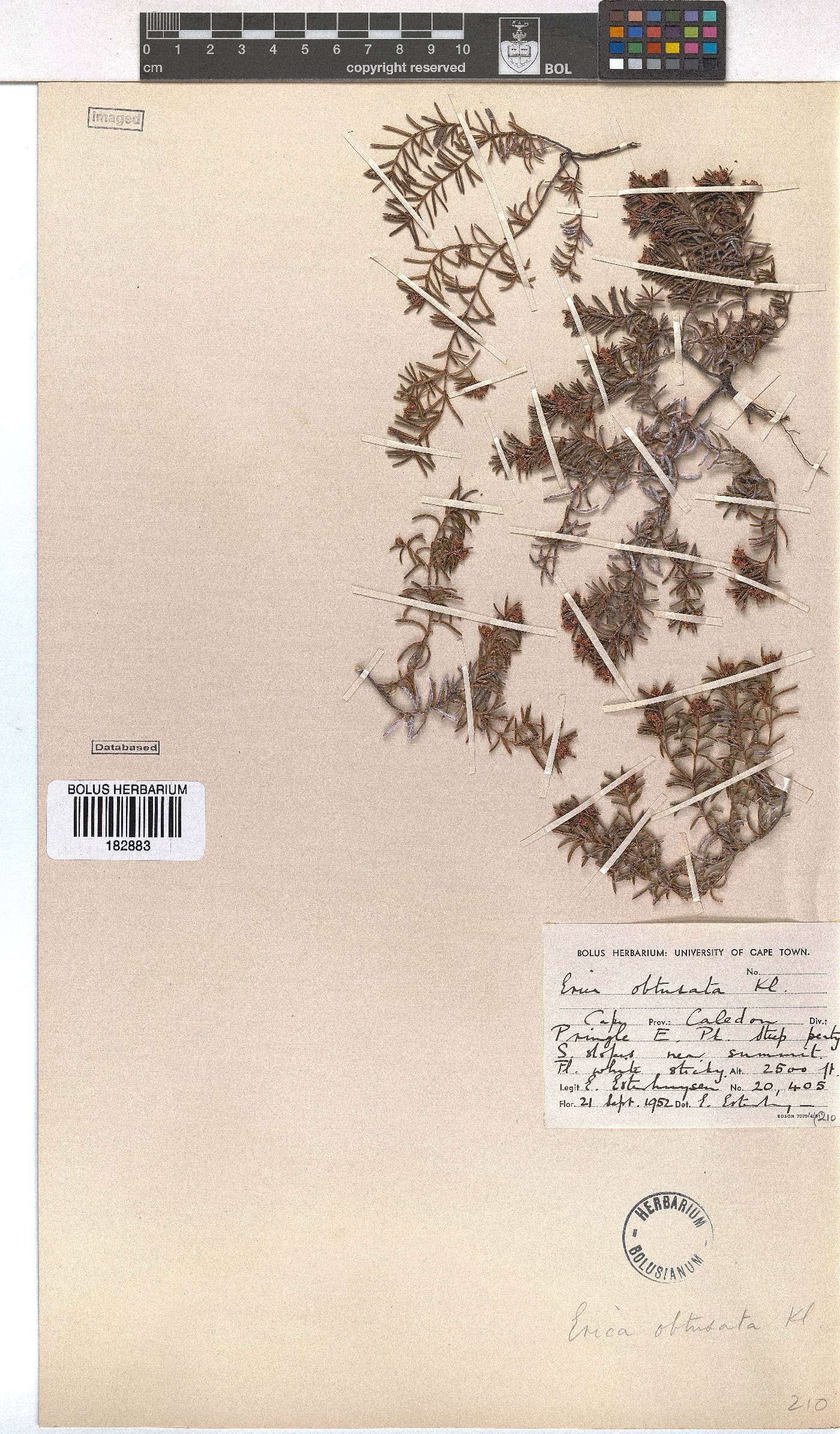 Erica obtusata image