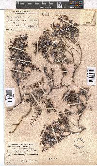 Erica obtusata image