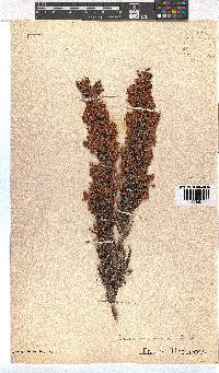 Erica racemosa image