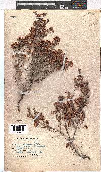 Erica racemosa image