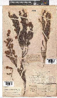 Erica racemosa image