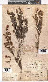 Erica racemosa image