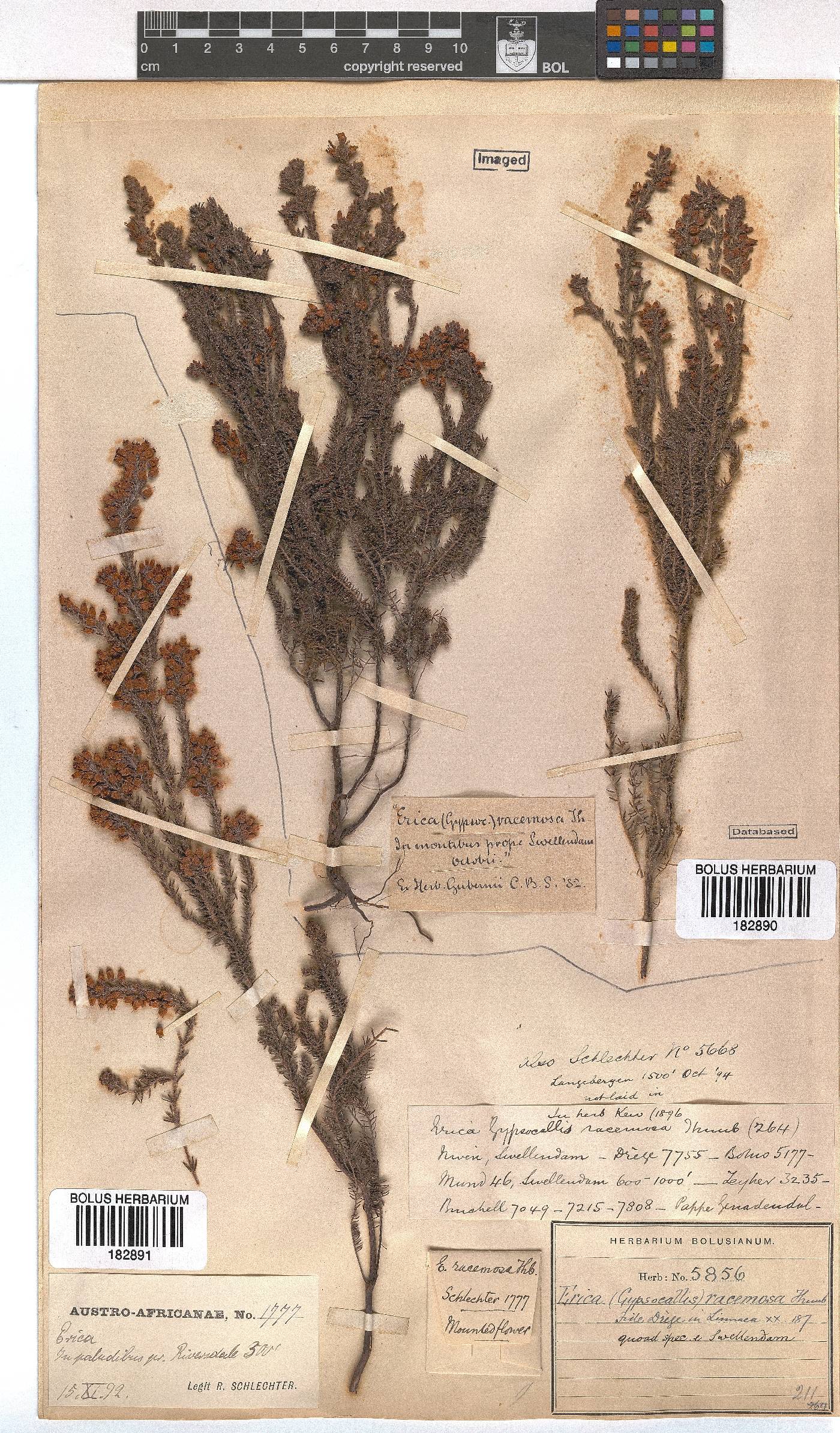Erica racemosa image