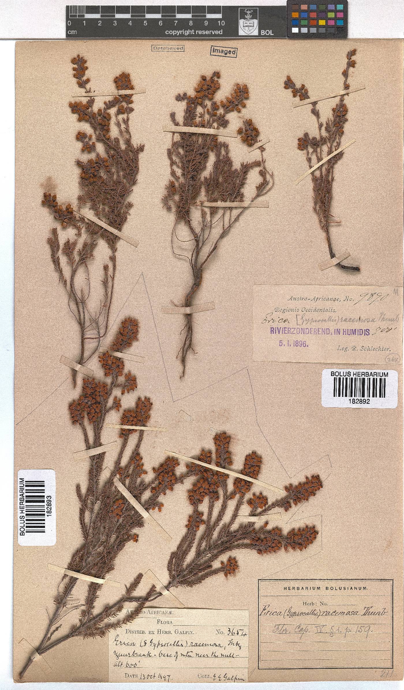 Erica racemosa image