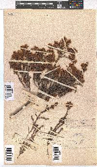 Erica racemosa image