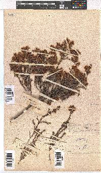 Erica racemosa image