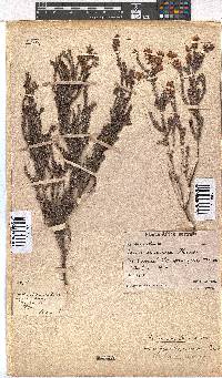 Erica racemosa image