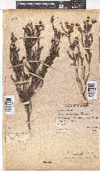 Erica racemosa image