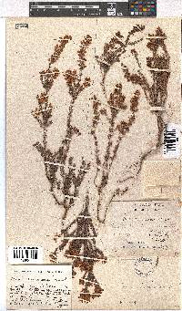 Erica racemosa var. racemosa image