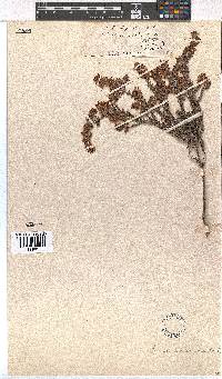 Erica racemosa var. racemosa image