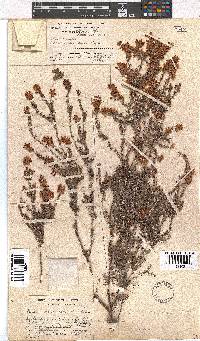 Erica racemosa var. racemosa image