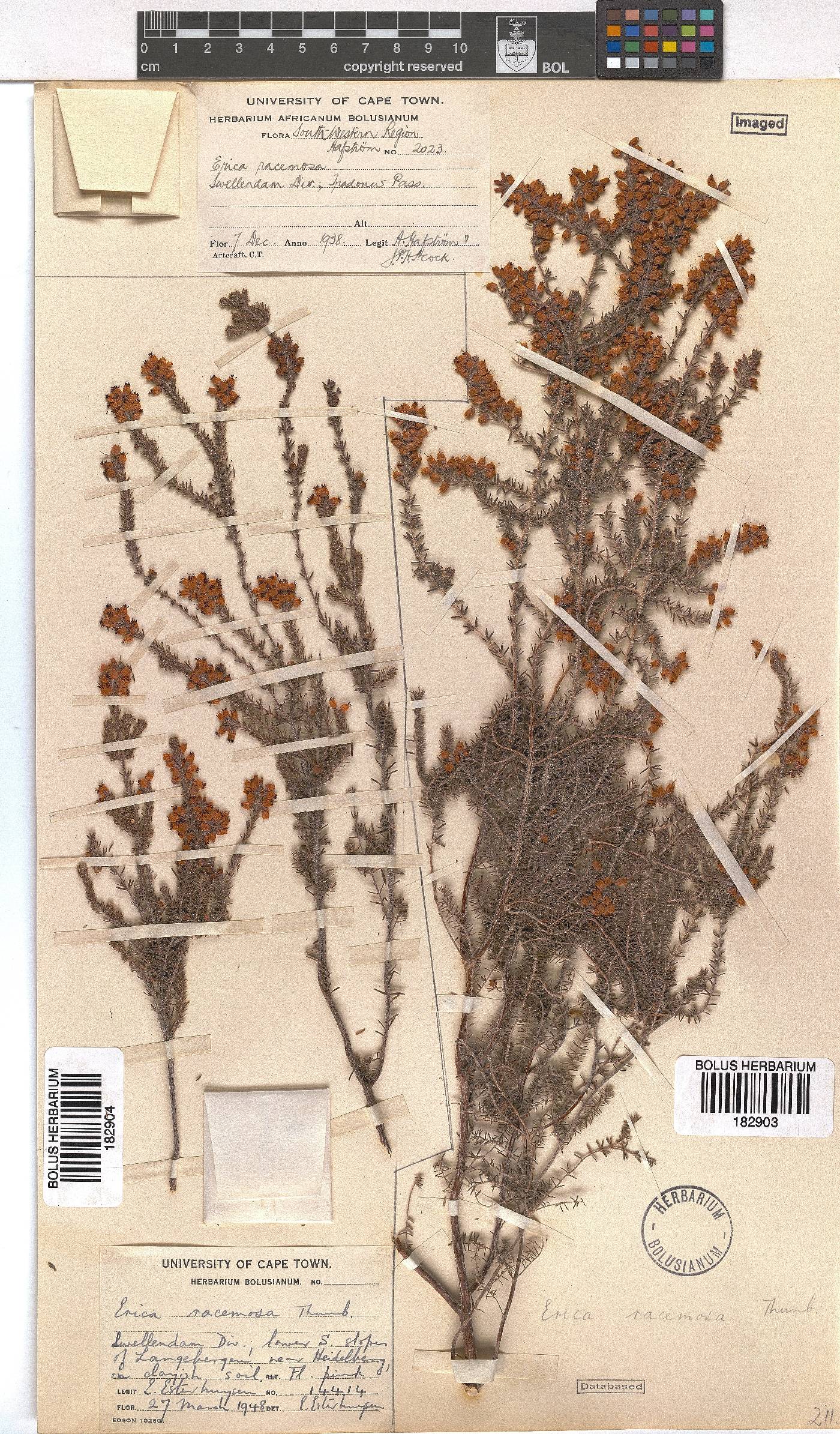 Erica racemosa var. racemosa image