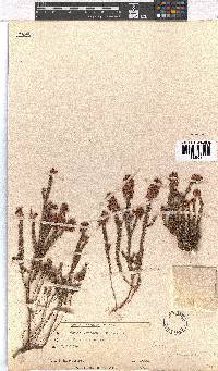 Erica racemosa var. racemosa image